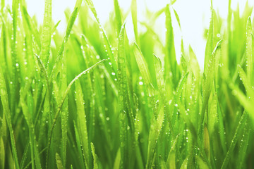 Fototapeta na wymiar Close up of fresh thick grass with water drops