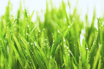 Close up of fresh thick grass with water drops