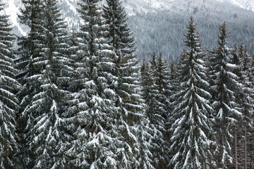 View on mountain Krkonose and spruces in snow