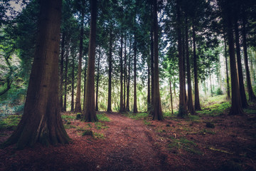 Naklejka premium Idless woods in cornwall england UK. Deep dark wood forest