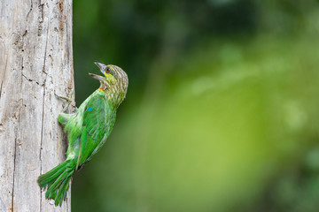 A Green-Eared Barbet (Psilopogon faiostrictus) climbs a tree trunk searching for food. Copy-space to the right and some narrow space to the right.