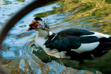 domestic duck in a pond