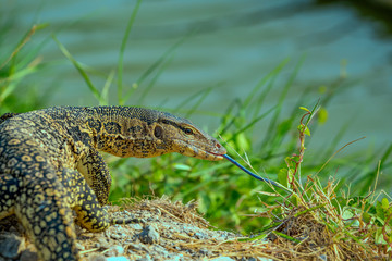 Close up of a Monitor lizard (Varanus salvator) as it tastes the air with it's long toungue. Copy-space to the right.