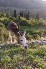 Donkey in Greece - Corfu island countryside © Tupungato