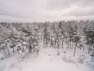 Winter forest