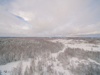 Winter forest