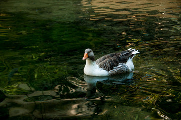 gray domestic goose in a pond