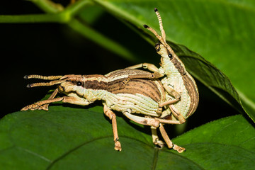 Two beetles copulate on a jungle leaf. The creatures are mainly light grey but their small black eyes make the scene cute, comical and innocent. Copy space mainly top and bottom left.