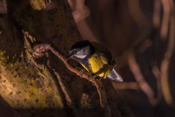 Meise auf futtersuche