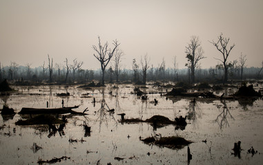 Angkor Wat Cambodia swamp flooded land with trees