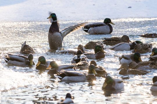 Mallard ducks swim in cold waters of winter lake