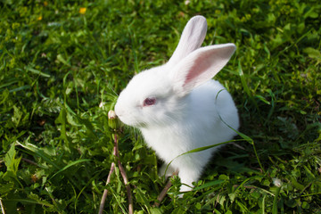 cute white bunny in the grass