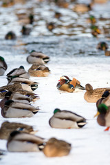 Lonely mandarin duck in group of Mallard ducks resting on the frozen lake in a park