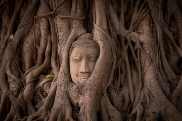 Thailand ayutthaya bhuddist face in a tree with roots statue