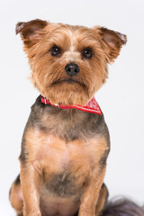 A yorkshire terrier dog,  isolated on a white seamless wall in a photo studio.