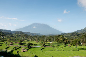 Indonesia sidemen area rice fields with a mountain in the background - 132769783