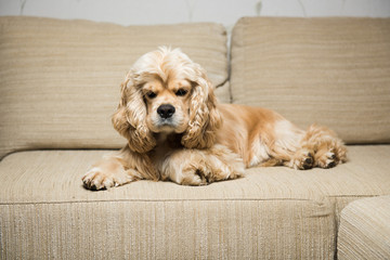 Young American cocker spaniel lying on a beige sofa. Interior living room.
