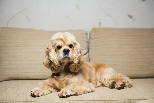 Young American cocker spaniel lying on a beige sofa. Interior living room.