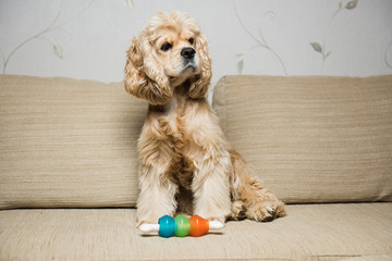 Young American cocker spaniel sitting on a beige sofa. Interior living room. Dog with a toy.
