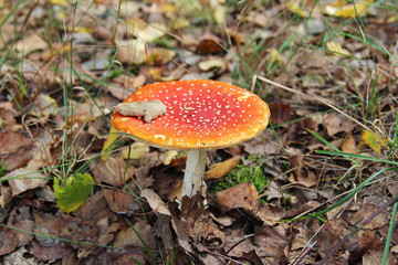 Red agaric mushroom growing in the grass.