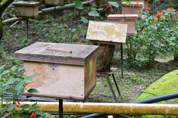 Bee farms located in Cameron Highlands