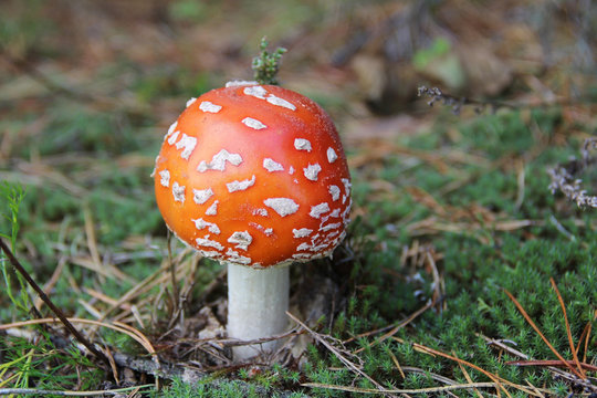 Red agaric mushroom growing in the grass.