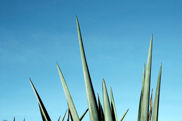 Tequila landscape