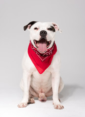 A black and white Staffordshire bull terrier dog,isolated on a white seamless wall in a photo studio.