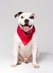 A black and white Staffordshire bull terrier dog,isolated on a white seamless wall in a photo studio.