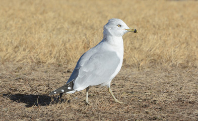Ring billed gull walking in dry grass on windy day