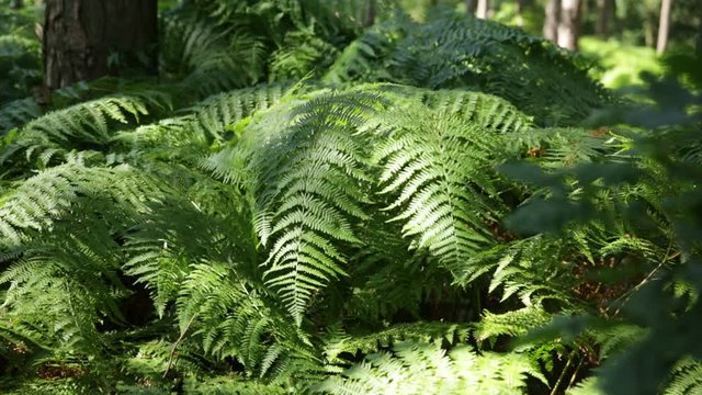 fern plants in the summer
