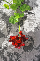 Red geranium on textured concrete background