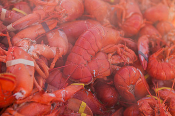 Freshly boiled lobsters. Food lobster festival