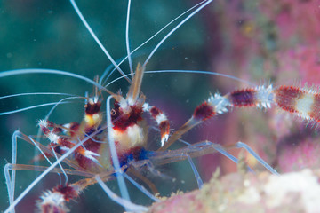 Banded coral shrimp piggyback ride   © divedog