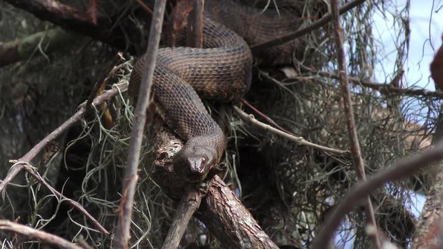  Florida Banded Water Snake basking 