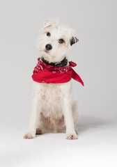 A white parsons russell terrier, isolated on a white seamless wall in a photo studio.