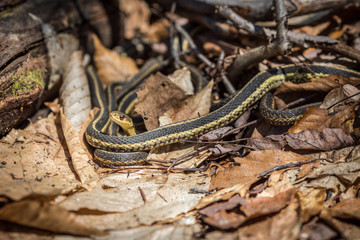 wakening of grass-snakes in the spring