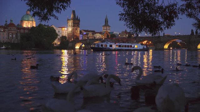 Prague, Czech Republic - Aug 26, 2016: Swans on the Vltava river, view on Charles (Karluv) bridge, Prague, Czech Republic