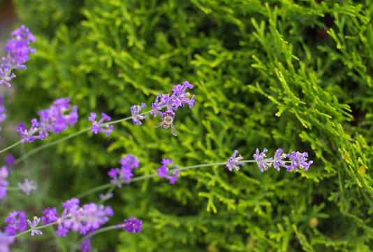 Fototapeta Lavender flowers with bee at the thuya background