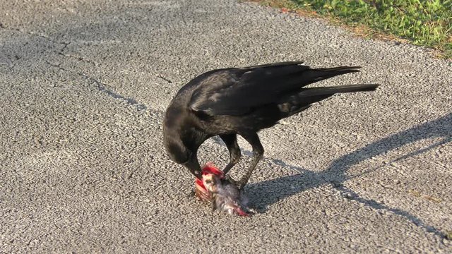 Crow eating a fish in Florida wetlands