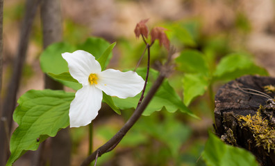 White petals of the large flowered White Trillium (Trillium grandiflorum).   Provincial flower of Ontario blooms in a woodland in springtime month of May.