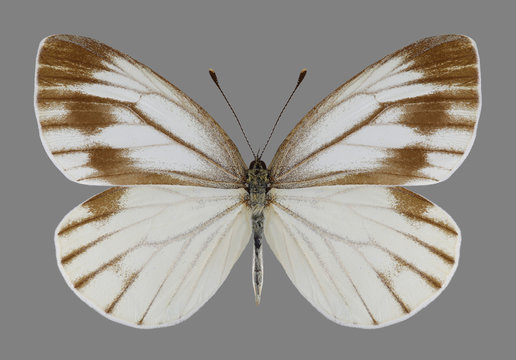 Butterfly Pieris melete on a gray background