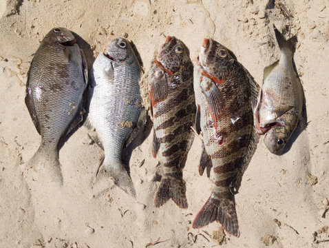 A spear fished selection of fresh fish fish, on a western australian beach. The fish are about to be prepared prepared for cooking.
