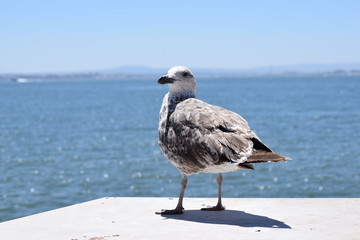 Seagull watching