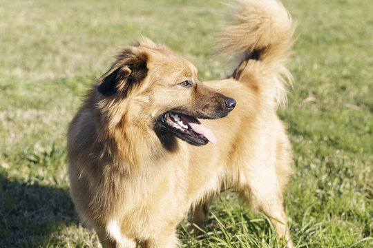 One year old Basque Shepherd male dog, standing on the green grass, outdoors on a very sunny day. Shallow Depth of Field. Focus in his eyes.