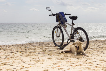 Fototapeta premium Yawning lonely dog laying on the beach near the bicycle, waiting