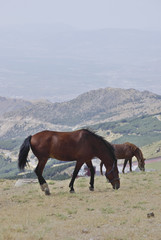Fototapeta na wymiar Horses in Sierra Nevada, the highest peaks of inland Spain.