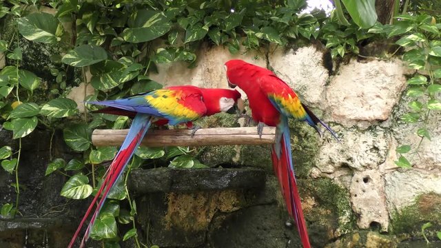 Scarlet Macaw, the red parrots perching