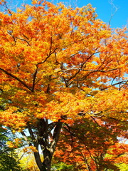 公園の欅の黄葉