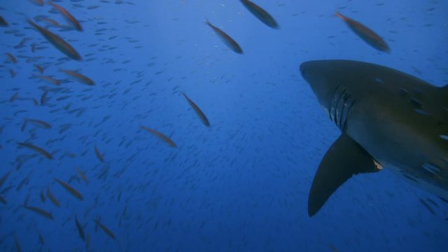 Великолепные подводные погружения с Большими белыми акулами в Тихом океане у острова Гуадалупе. Мексика.